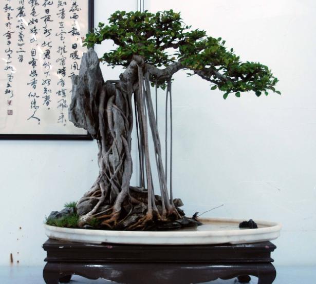 为什么叶子形状不同(为什么叶片大小不一)(10)