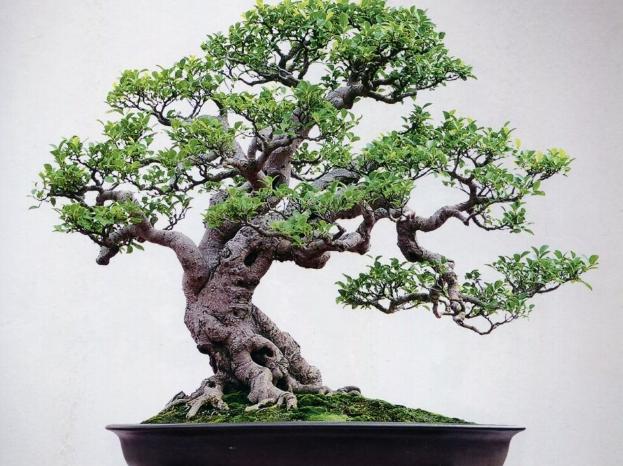 为什么叶子形状不同(为什么叶片大小不一)(9)