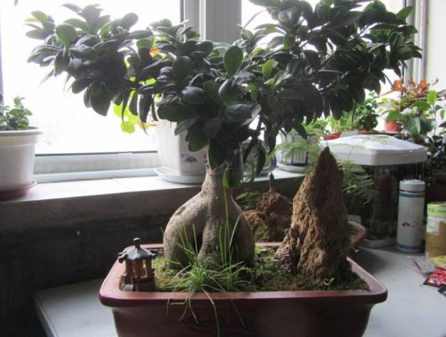 为什么叶子形状不同(为什么叶片大小不一)(1)