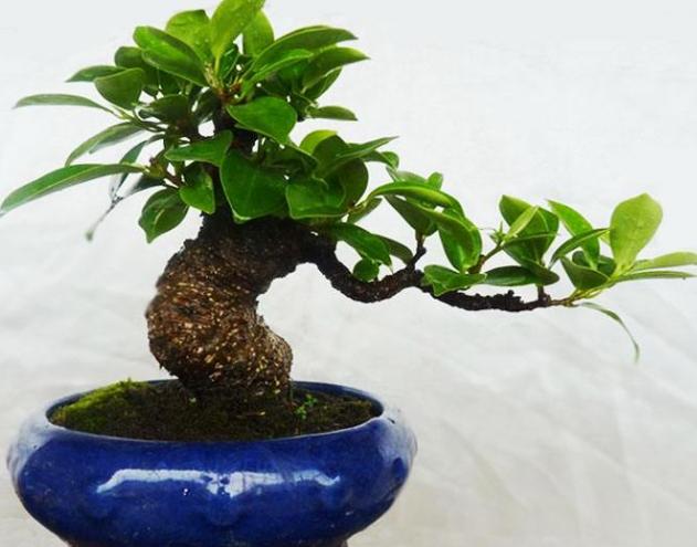 为什么叶子形状不同(为什么叶片大小不一)(2)