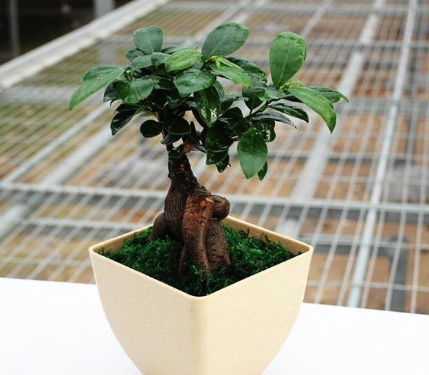 为什么叶子形状不同(为什么叶片大小不一)(8)