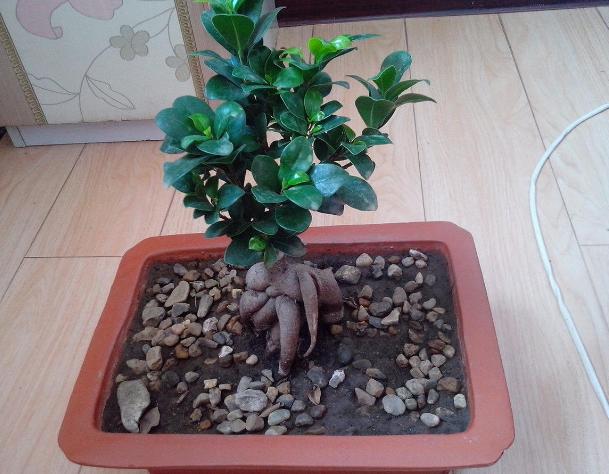 为什么叶子形状不同(为什么叶片大小不一)(7)