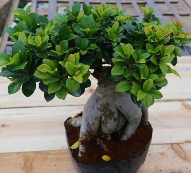 为什么叶子形状不同(为什么叶片大小不一)(4)