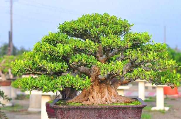 为什么叶子形状不同(为什么叶片大小不一)(5)