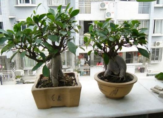 为什么叶子形状不同(为什么叶片大小不一)(3)