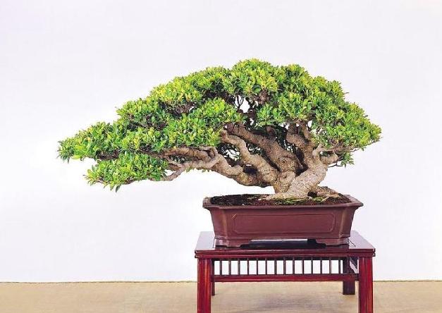 为什么叶子形状不同(为什么叶片大小不一)(6)