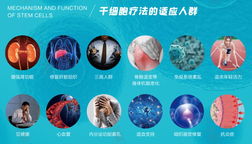 干细胞的作用和功效(干细胞是什么)