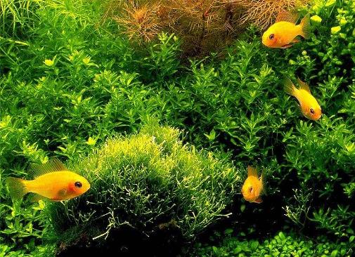 水草是什么?水草的种类和特征