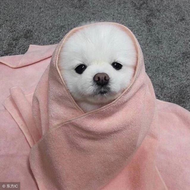 超可爱幼年博美犬（呆萌博美犬）(5)