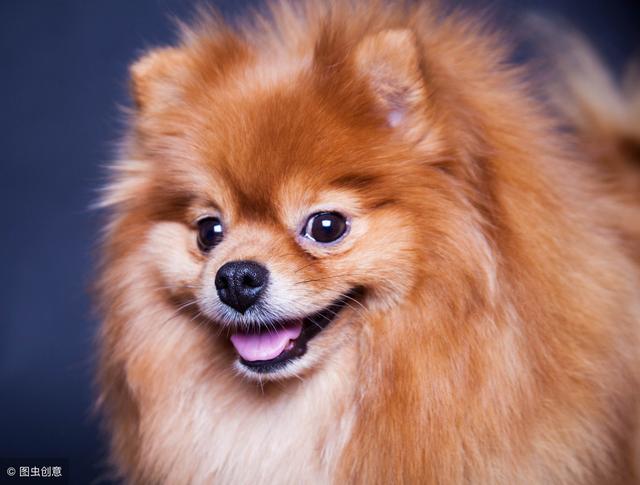 超可爱幼年博美犬（呆萌博美犬）(1)