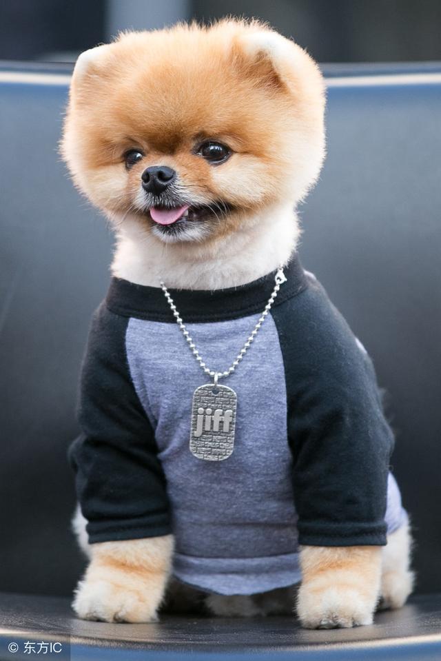 超可爱幼年博美犬（呆萌博美犬）(8)