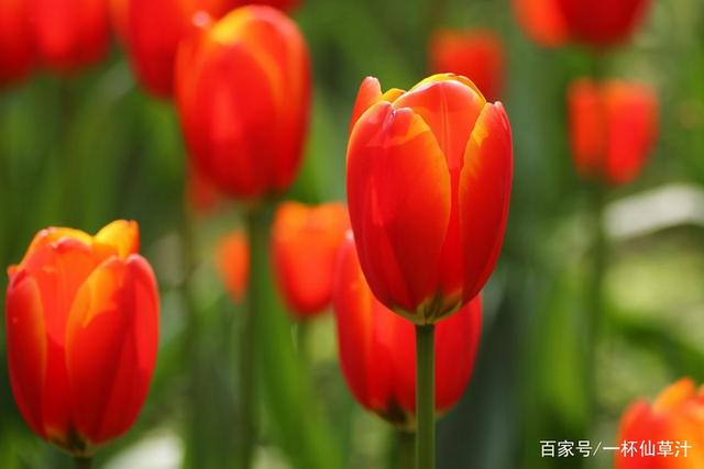 各种鲜花代表的花语和寓意(常见的鲜花及花语)(10)