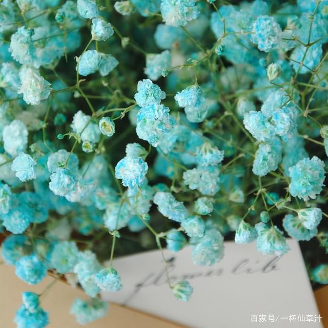 各种鲜花代表的花语和寓意(常见的鲜花及花语)(6)