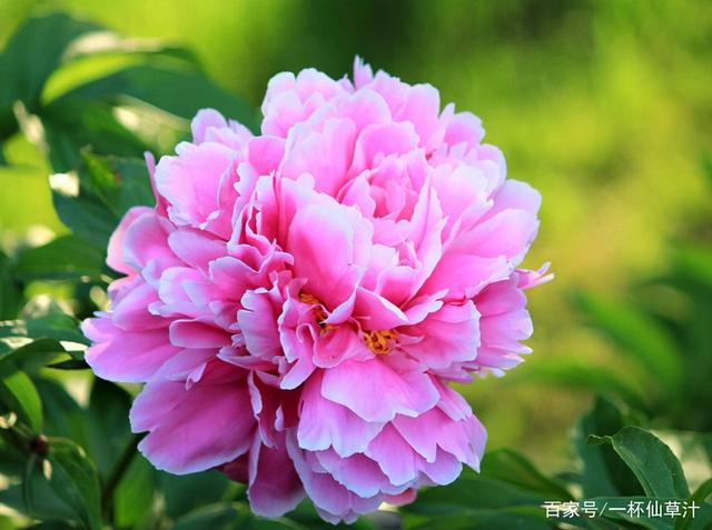 各种鲜花代表的花语和寓意(常见的鲜花及花语)(5)