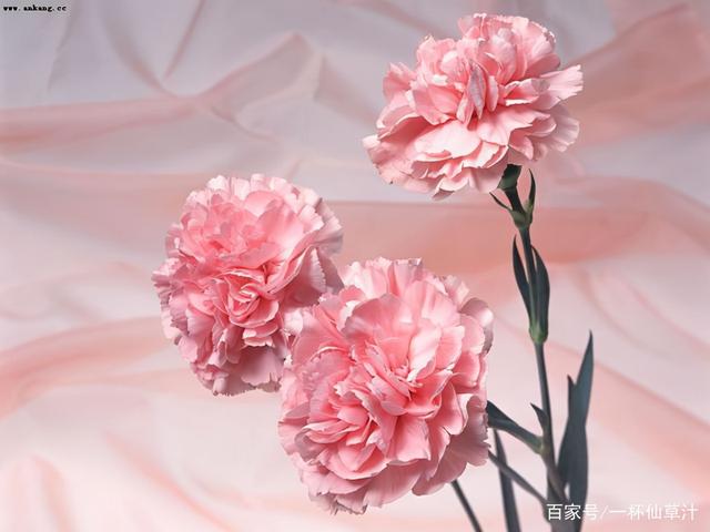 各种鲜花代表的花语和寓意(常见的鲜花及花语)(3)