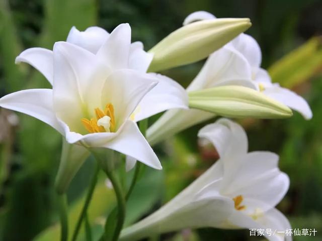 各种鲜花代表的花语和寓意(常见的鲜花及花语)(2)