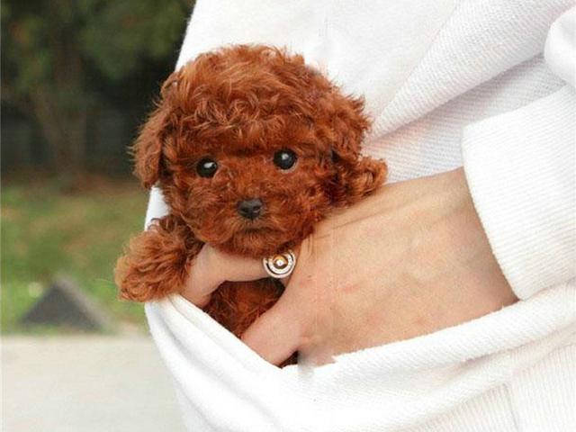 茶杯犬优缺点及适合人群(茶杯犬更好饲养)(14)