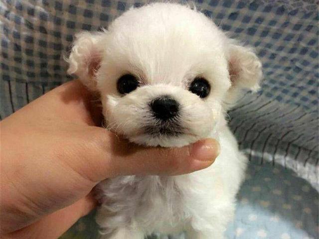 茶杯犬优缺点及适合人群(茶杯犬更好饲养)(3)