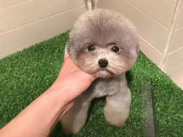 茶杯犬优缺点及适合人群(茶杯犬更好饲养)(4)