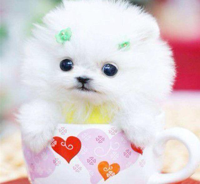 茶杯犬优缺点及适合人群(茶杯犬更好饲养)(2)