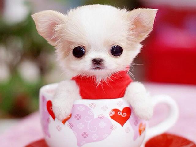 茶杯犬优缺点及适合人群(茶杯犬更好饲养)(7)