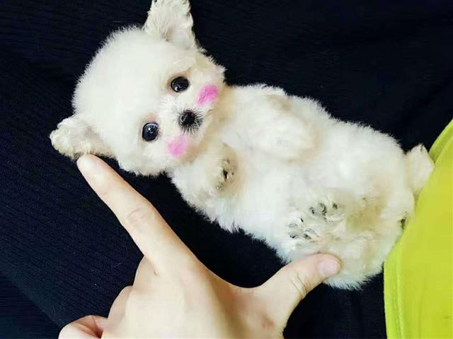 茶杯犬优缺点及适合人群(茶杯犬更好饲养)(9)