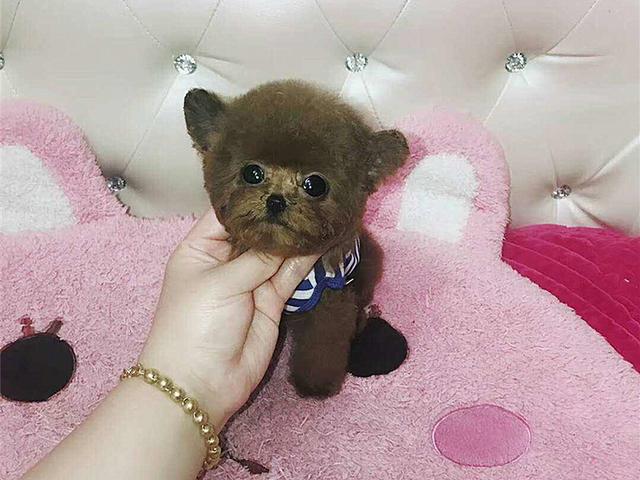 茶杯犬优缺点及适合人群(茶杯犬更好饲养)(5)