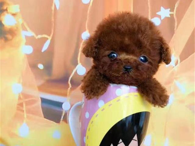 茶杯犬优缺点及适合人群(茶杯犬更好饲养)(8)