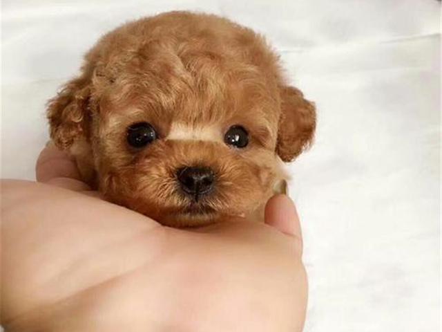 茶杯犬优缺点及适合人群(茶杯犬更好饲养)(13)