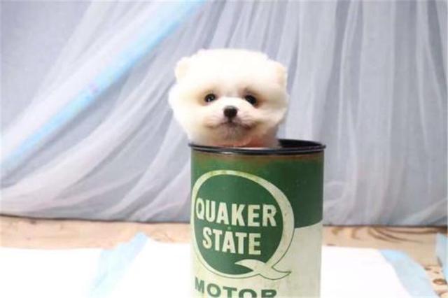 茶杯犬优缺点及适合人群(茶杯犬更好饲养)(12)