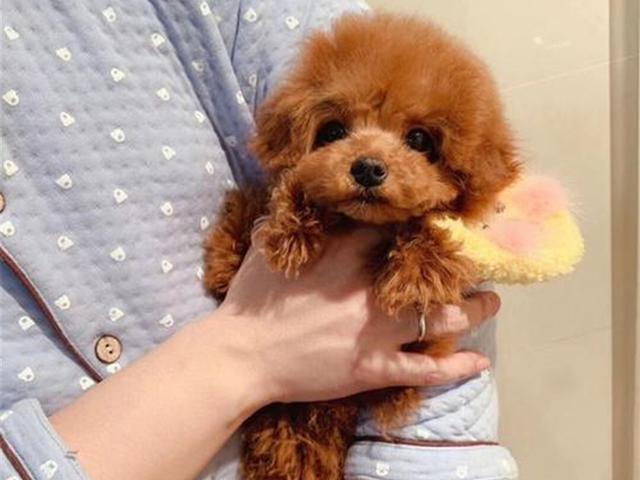 茶杯犬优缺点及适合人群(茶杯犬更好饲养)(10)