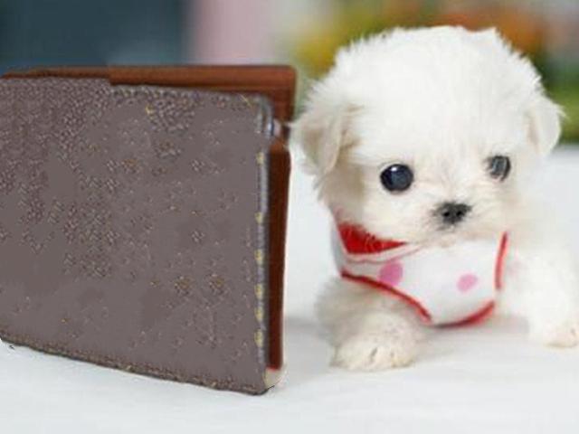 茶杯犬优缺点及适合人群(茶杯犬更好饲养)(6)