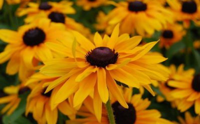 ​非洲菊的养殖方法-非洲菊的作用