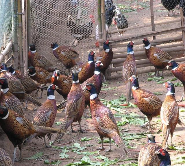 野山鸡怎样才能养得活（山鸡的饲养技术你知道几点呢）(3)