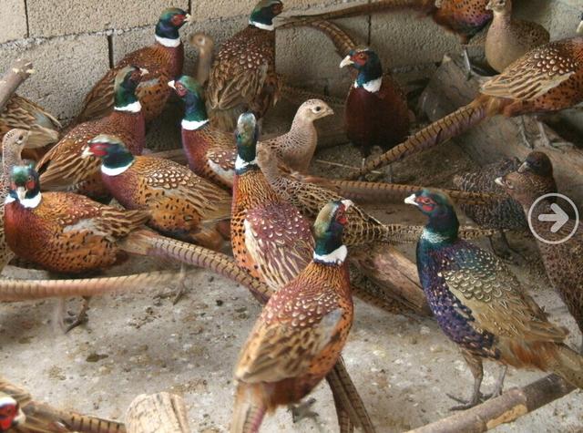 野山鸡怎样才能养得活（山鸡的饲养技术你知道几点呢）(1)