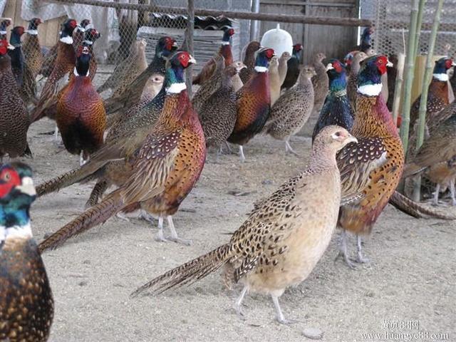 野山鸡怎样才能养得活（山鸡的饲养技术你知道几点呢）(4)