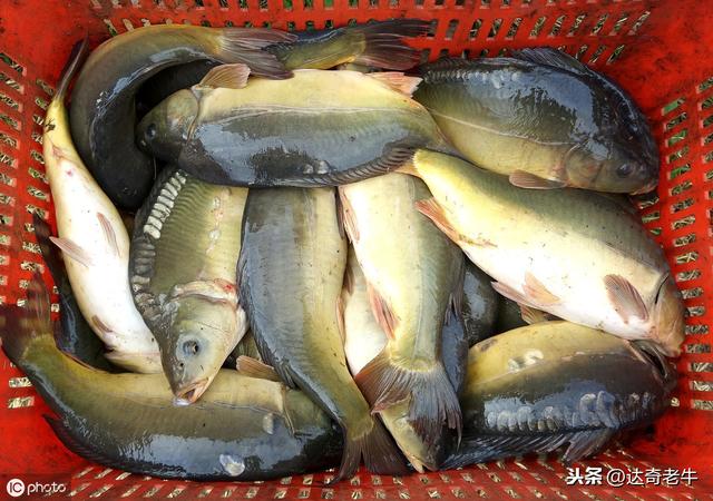 野战蓝鲫饵料怎么搭配（别惊慌10款饵料的配方）(5)