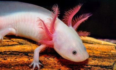 ​六角恐龙鱼吃什么？六角恐龙鱼怎么养？