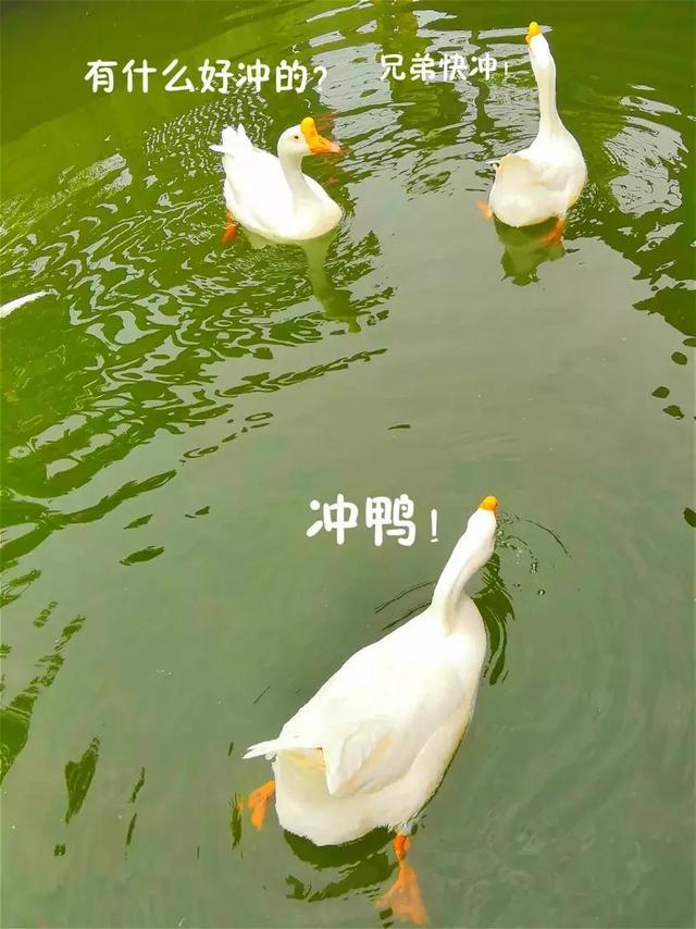 武汉动物园攻略怎么逛（武汉去过动物园）(10)