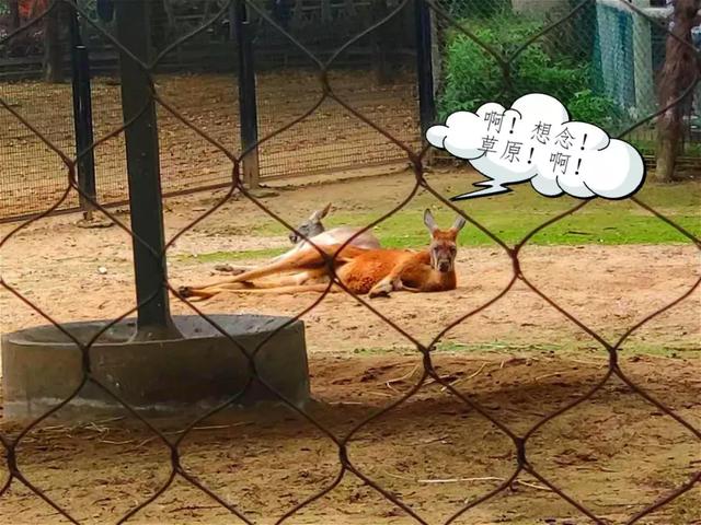 武汉动物园攻略怎么逛（武汉去过动物园）(4)