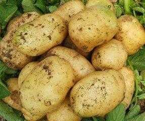 如何做出很酸的醋溜土豆丝(酸溜土豆丝最正确的做法)(2)