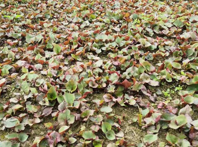 全国十大蔬菜种植市场(农村三种蔬菜市场前景真不错)(6)