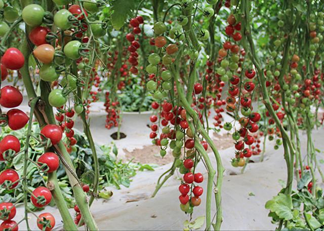 全国十大蔬菜种植市场(农村三种蔬菜市场前景真不错)(1)