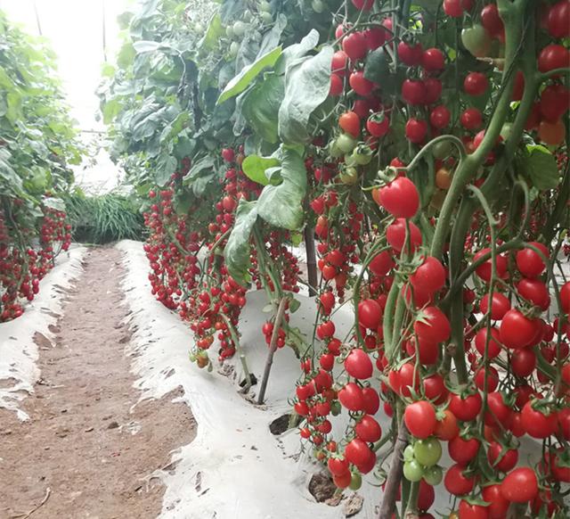 全国十大蔬菜种植市场(农村三种蔬菜市场前景真不错)(2)