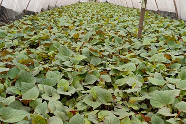 全国十大蔬菜种植市场(农村三种蔬菜市场前景真不错)(5)