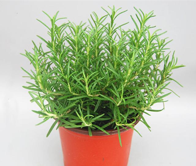 全国十大蔬菜种植市场(农村三种蔬菜市场前景真不错)(4)