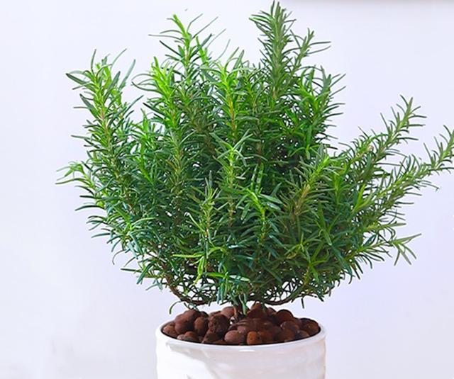 全国十大蔬菜种植市场(农村三种蔬菜市场前景真不错)(3)