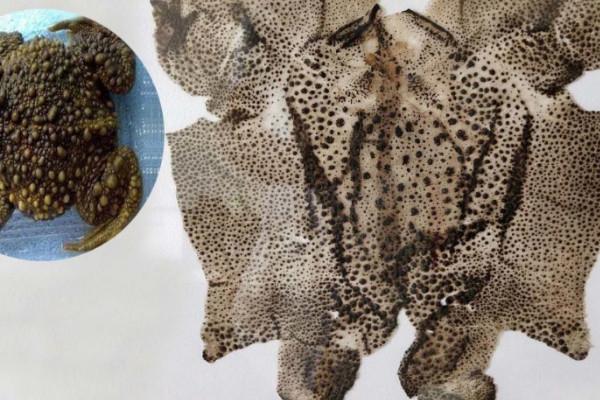 蟾衣的功效与作用及禁忌(蟾衣的功效与作用及禁忌分别解说)