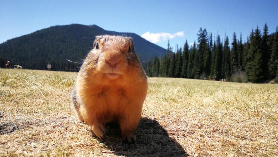 地鼠是什么动物(地鼠简单介绍)