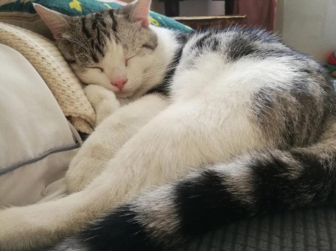 猫为什么打呼噜(猫打呼噜的原因)